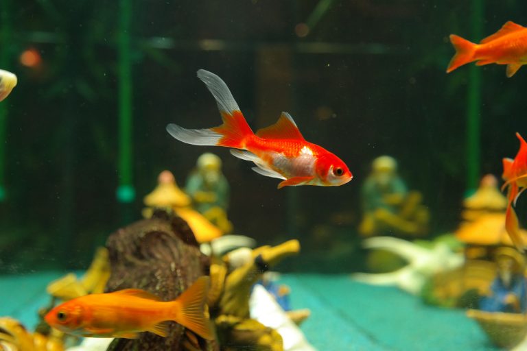The 7 Worst Beginner Fish for your Aquarium
