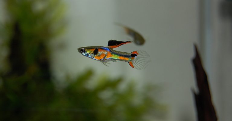 6 REASONS WHY YOUR GUPPIES DIE