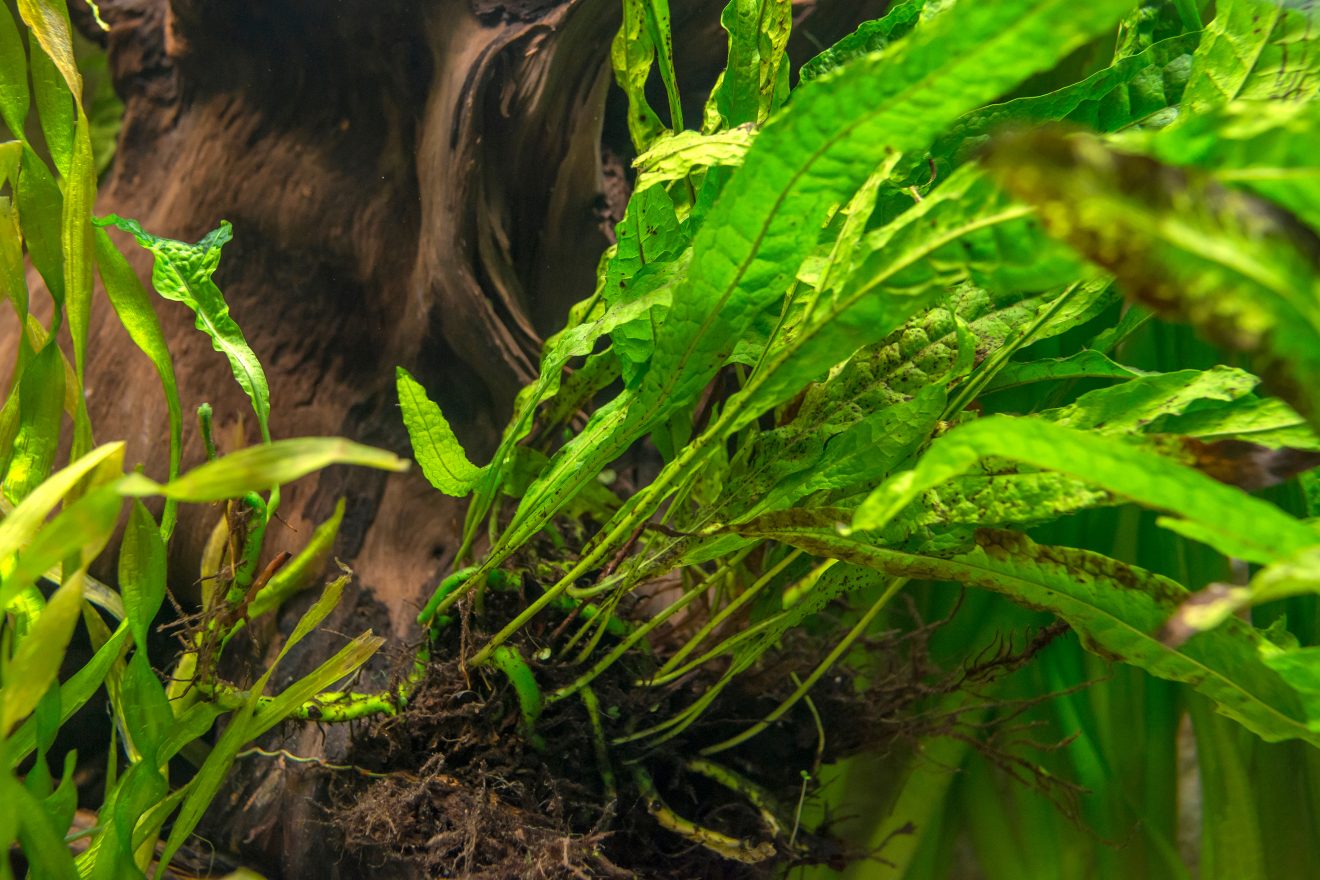 Top 10 Easy Aquarium Plants for Beginner - Aquarium Culture