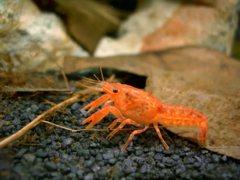 How to Care for Mexican Dwarf Crayfish