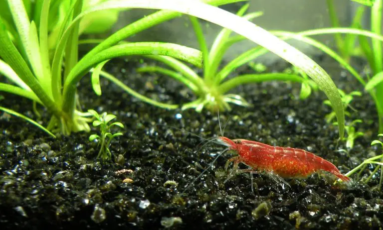Top 10 Easy Aquarium Plants for Beginner
