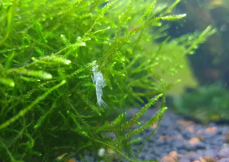 Shrimp Molting: What Causes It and Why Are My Shrimps Doing It?