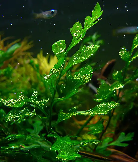 Best Aquarium Plants to Grow Without CO2