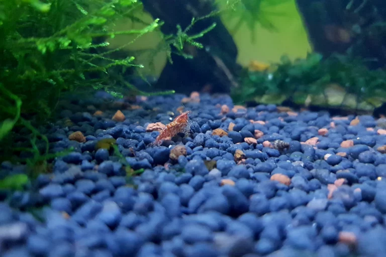 How To Set Up A Freshwater Shrimp Tank In 11 Easy Steps!