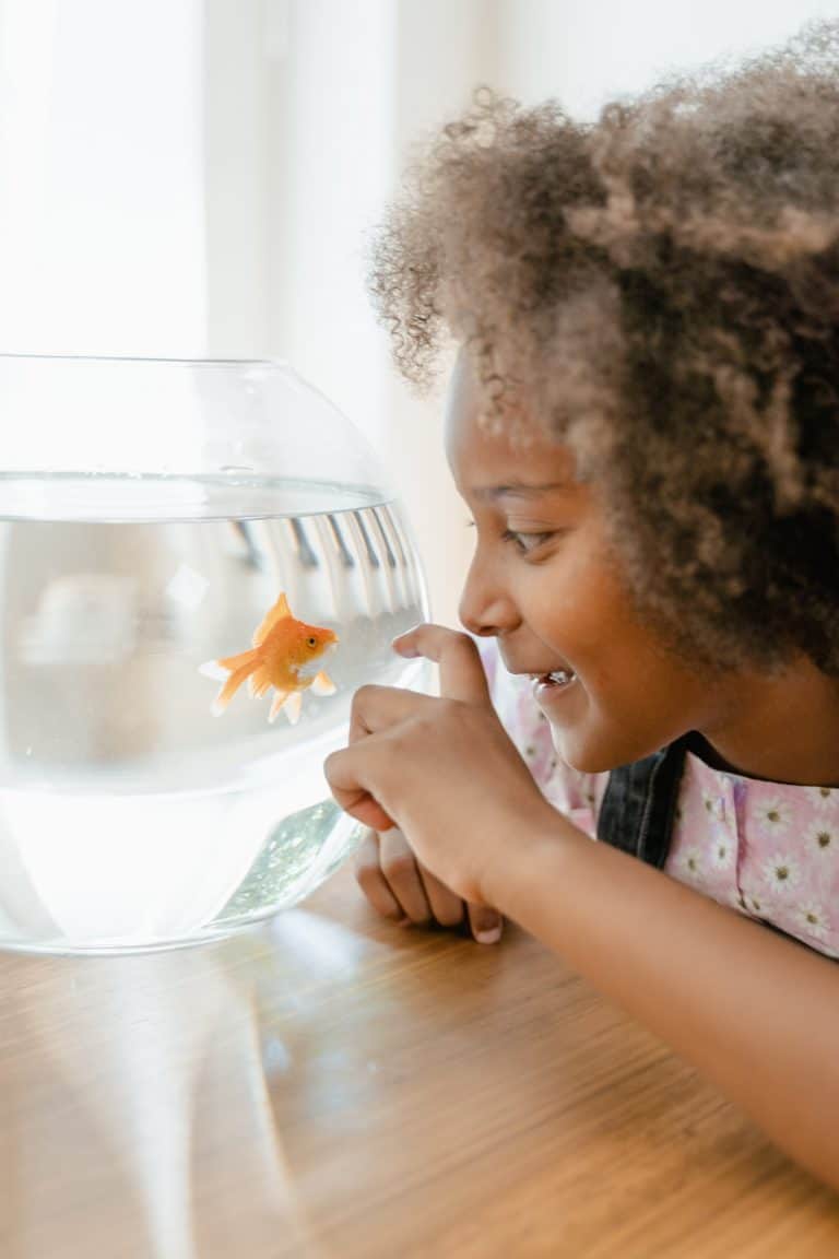 How Did Goldfish become Our Pets?