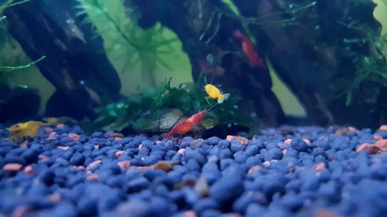 HOW TO BREED CHERRY SHRIMPS