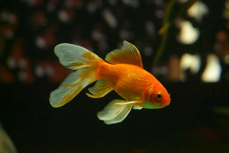 A Simple Overview On The Different Types Of Goldfish