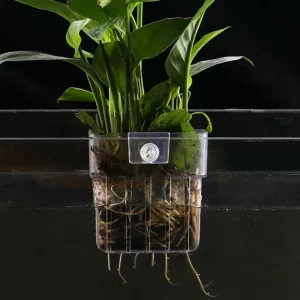 Aquarium Plant holder made of transparent plastic with a plant in it hanging of the glass in an aquarium.