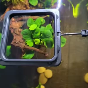 Aquarium Feeding Ring (Square) in use in an aquarium.