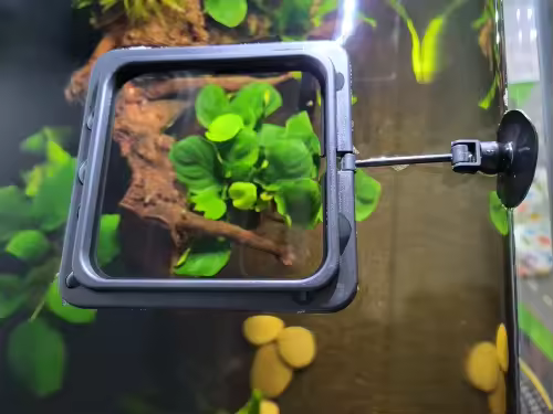 Aquarium Feeding Ring (Square) in use in an aquarium.